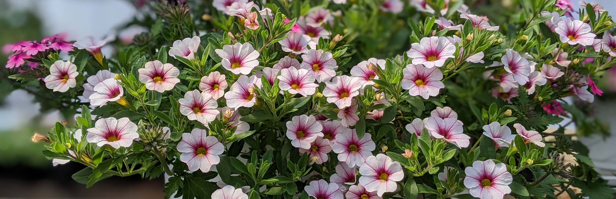 A large plant with pink flowers