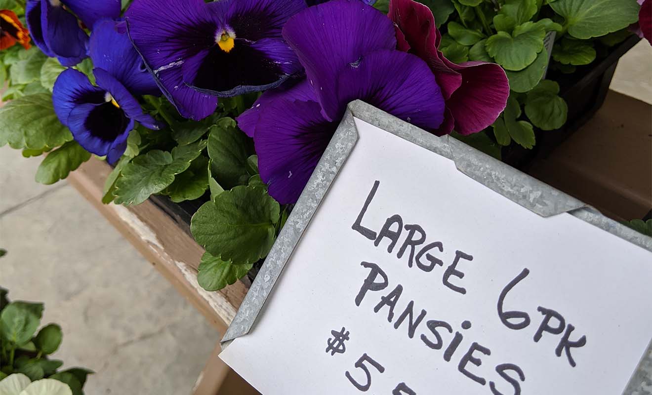 A group of potted pansies