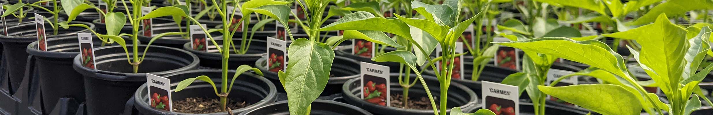 A row of potted plants